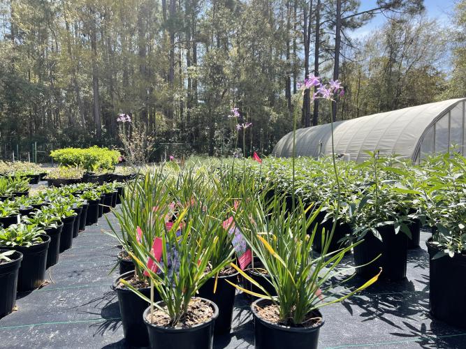 Spring Plant Sale Brookgreen