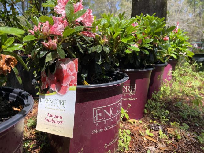 Spring Plant Sale Brookgreen