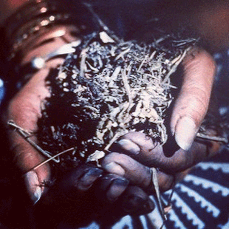 Indigo woman - Gullah Geechee Gaardin