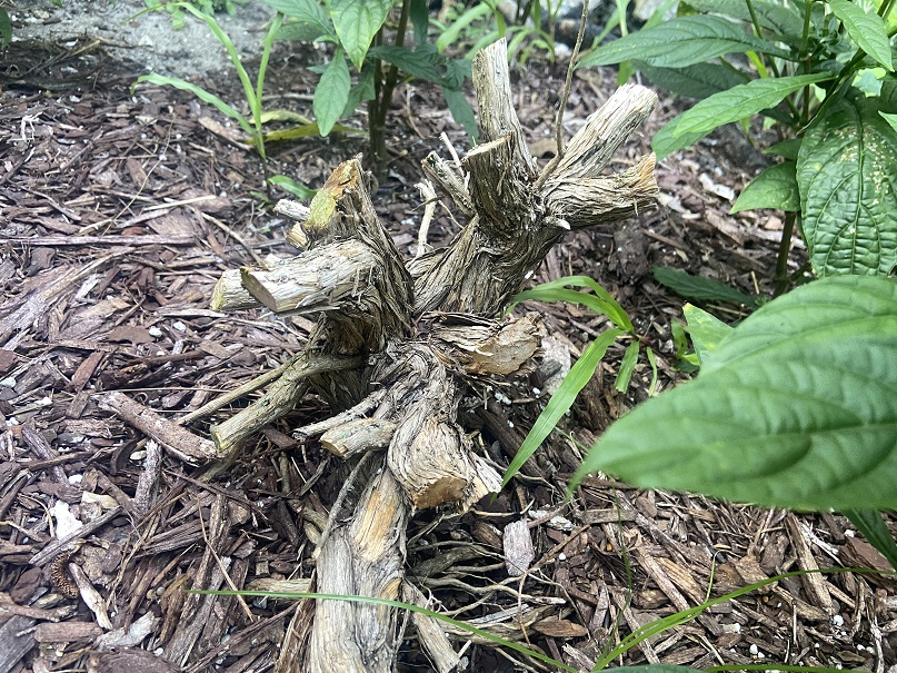 The stump remaining of a rosemary that was cut down.