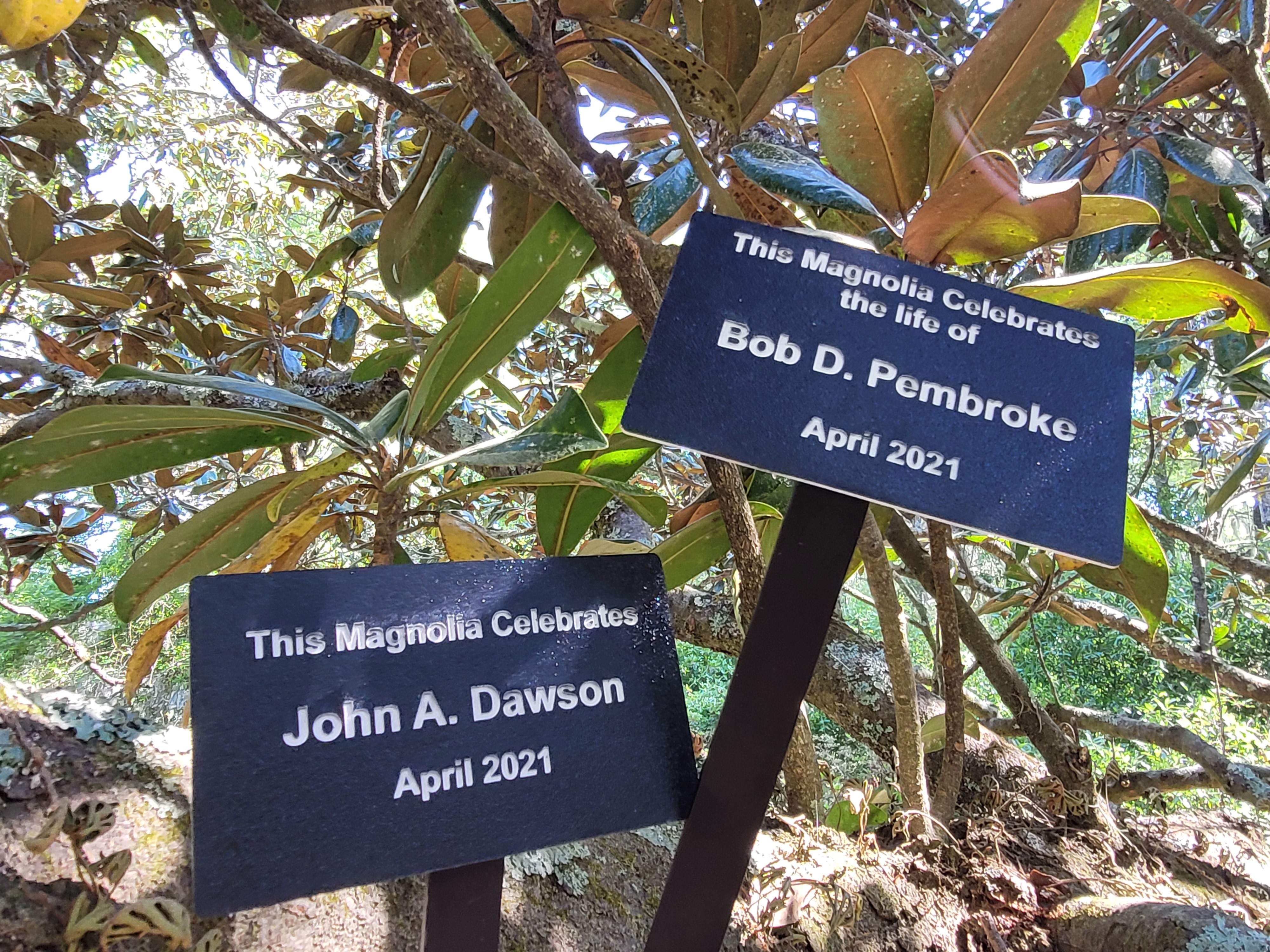 Celebrations along Magnolia Allee