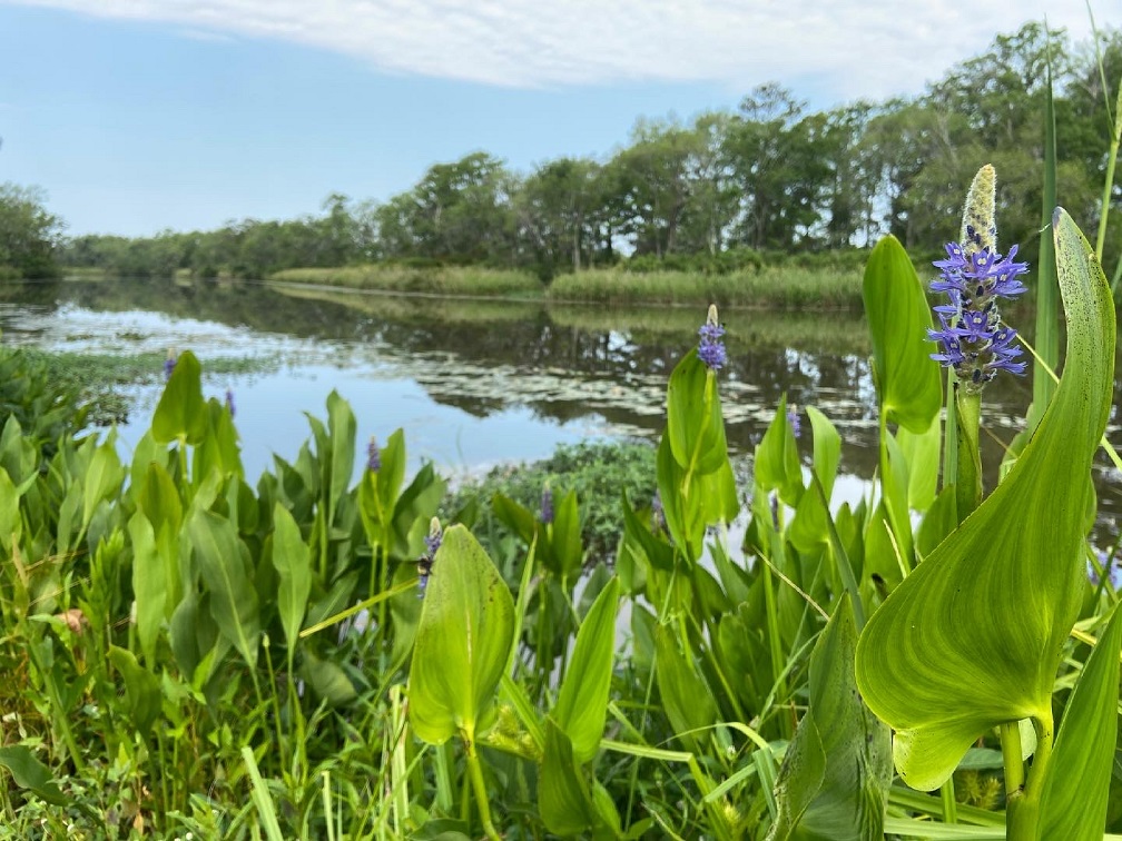 Pickerel weed along the Trail Beyond the Garden Wall with a view of the river