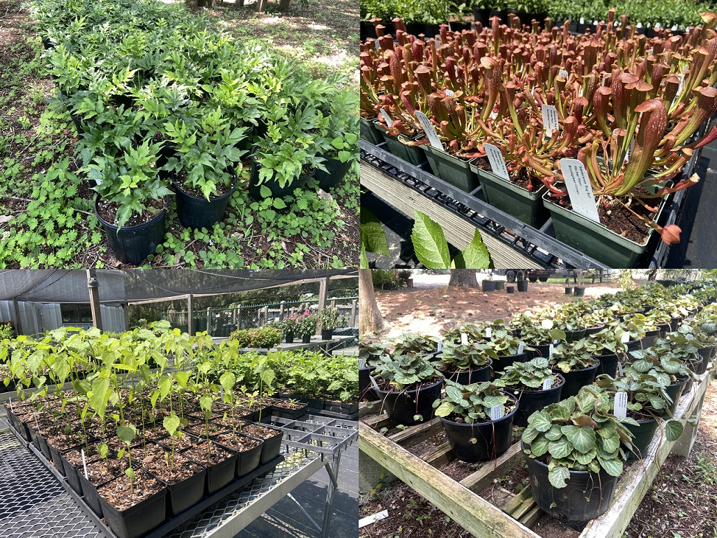 A myriad of plants that will be offered for sale at Brookgreen Gardens' Fall Plant Sale 2024