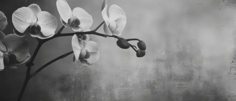 Black and White Orchids