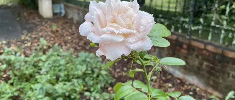 Rosa 'KORvanaber' (Lion's Fairy Tale) (Lions-Rose®) flower