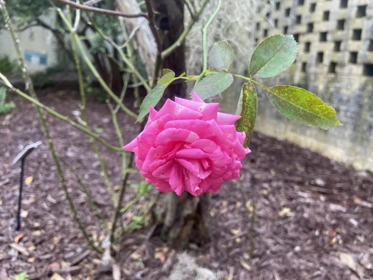 Rosa 'Margaret Mae' (Pretty In Pink Eden®) flower