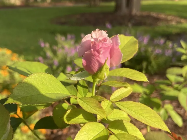 'WEKcryplag' (Blueberry Hill™) flower bud
