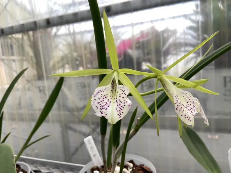 × Brassocattleya Binosa 'Key Lime' flower