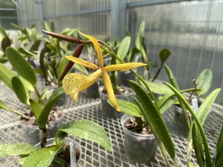 × Brassocattleya Yellow Bird flower
