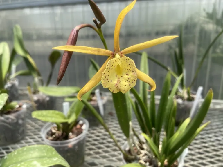 × Brassocattleya Yellow Bird flower