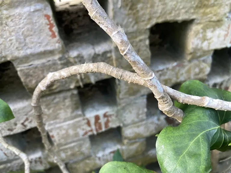 × Fatshedera lizei bark