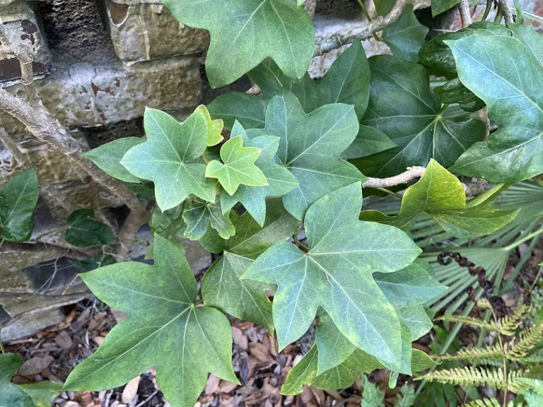 × Fatshedera lizei foliage