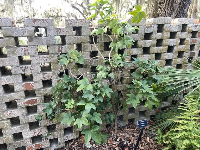 × Fatshedera lizei habit