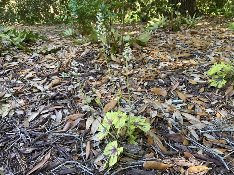× Heucherella 'Capture the Flag' (FUN AND GAMES® Collection) flowering habit