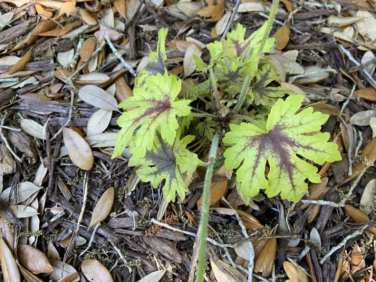 × Heucherella 'Capture the Flag' (FUN AND GAMES® Collection) foliage