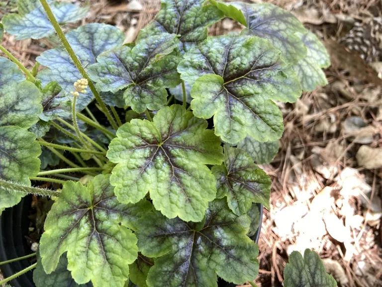 × Heucherella 'Tapestry' foliage