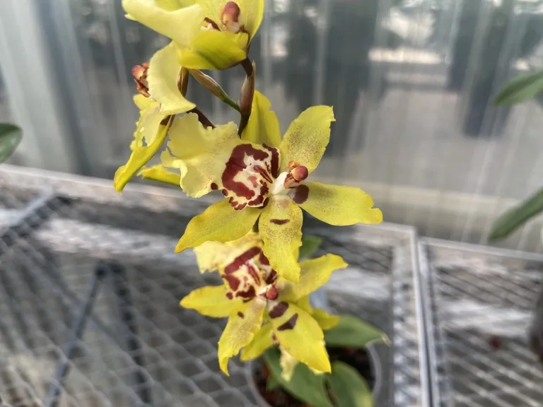 × Oncostele Wildcat 'Yellow' flower
