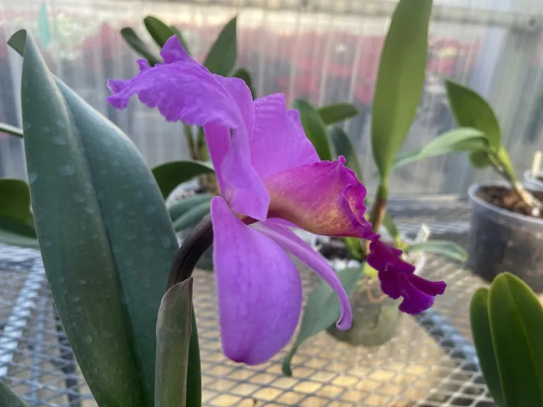 × Rhyncholaeliocattleya (Memoria Helen Brown 'Sweet Afton' x Love Call 'H & R') x Tokyo Bay 'Victory' flower