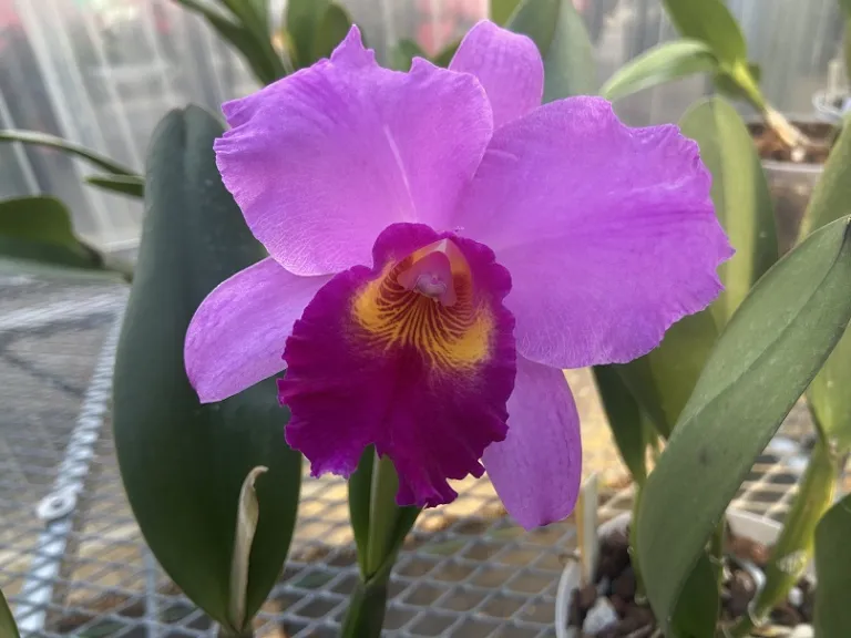 × Rhyncholaeliocattleya (Memoria Helen Brown 'Sweet Afton' x Love Call 'H & R') x Tokyo Bay 'Victory' flower