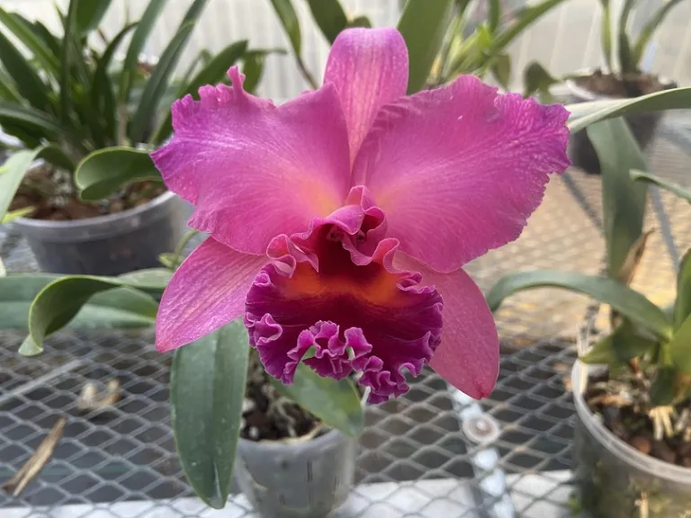 × Rhyncholaeliocattleya [Red Oconee x (C. Horace x Ctt. Sun Mist)] flower