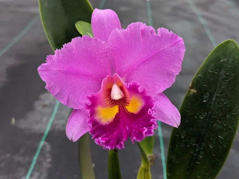 × Rhyncholaeliocattleya Agatha Lim (C. Horace 'Maxima' x Chia Lin 'Golden Super') flower
