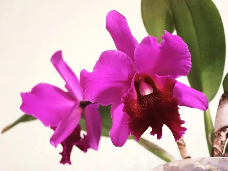 × Rhyncholaeliocattleya Bryce Canyon 'Splendiferous' x Dmitri flower