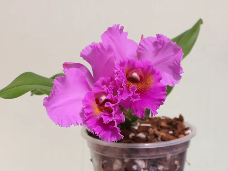 × Rhyncholaeliocattleya Bryce Canyon 'Splendiferous' x White Giant 'Asa' flower