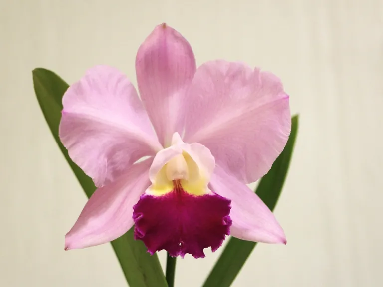 × Rhyncholaeliocattleya Dick Smith 'Paradise' x C. Horace 'Maxima' flower Accession#× Rhyncholaeliocattleya Dick Smith 'Paradise' x C. Horace 'Maxima' 2022-0804 