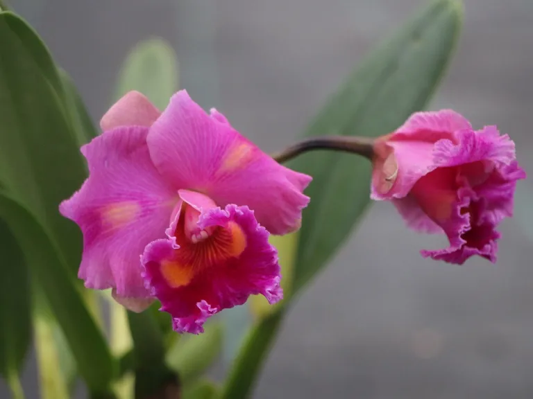 × Rhyncholaeliocattleya Dick Smith 'Paradise' x C. Horace 'Maxima' flower