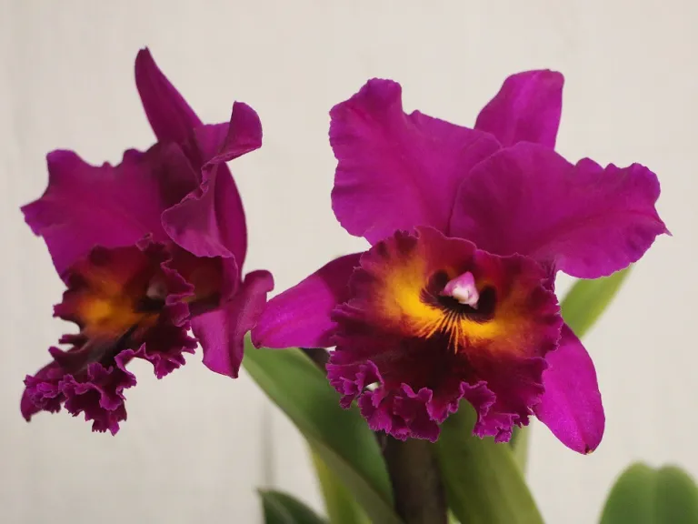 × Rhyncholaeliocattleya Jeremy Island 'Carmela' flower
