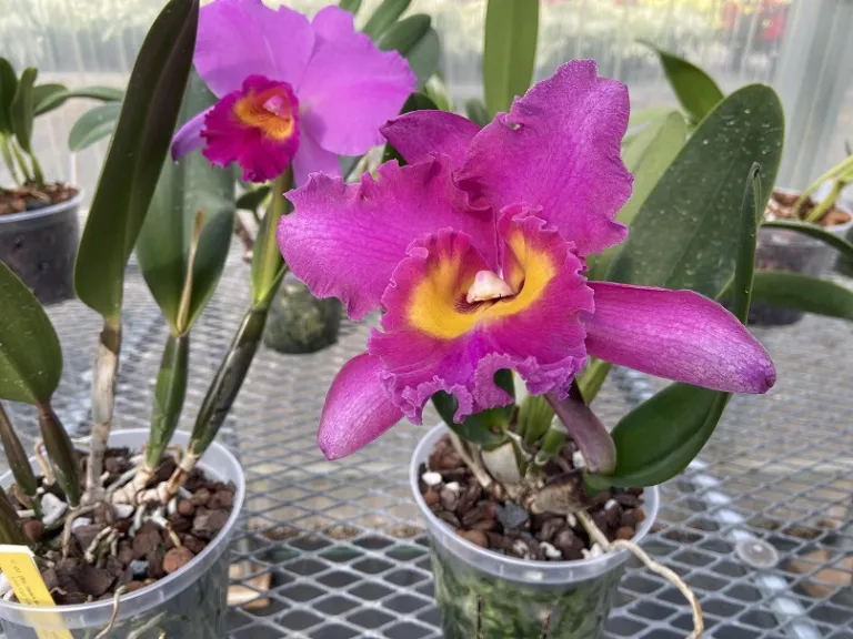 × Rhyncholaeliocattleya Miki Kobayashi 'Dee' flower