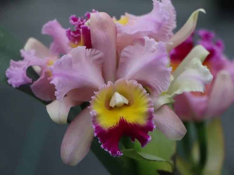 × Rhyncholaeliocattleya Sanyung Ruby 'New Beauty' x Hilo Grand flower