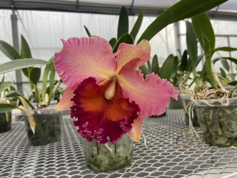 × Rhyncholaeliocattleya Siam Aurora x Tungnoi Orange flower