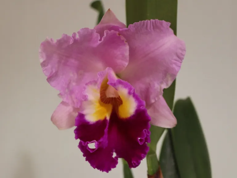 × Rhyncholaeliocattleya Susan Fender 'Cinnamon Stick' x Hilo Grand flower
