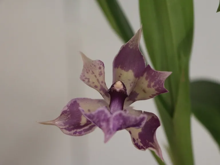 × Zygonisia Murasakikomachi x Z. Debbie De Mello 'Honolulu Baby' family