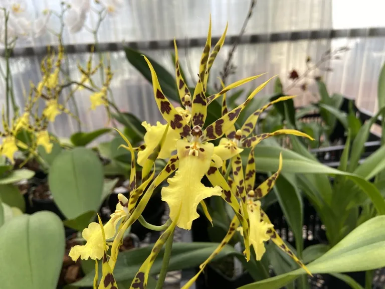 ×Aliceara Pacific Nova 'Okika' flower