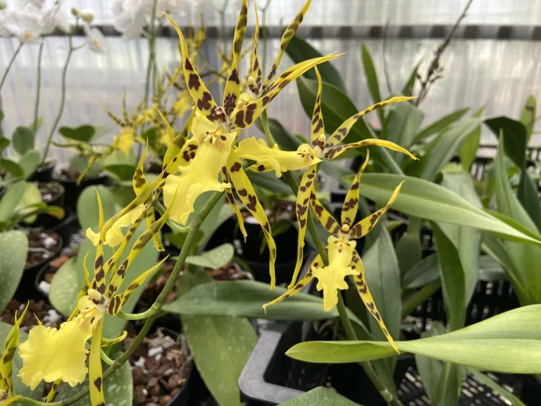 ×Aliceara Pacific Nova 'Okika' flower