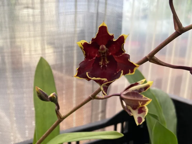×Oncostele Wildcat 'Golden Red Star' flower