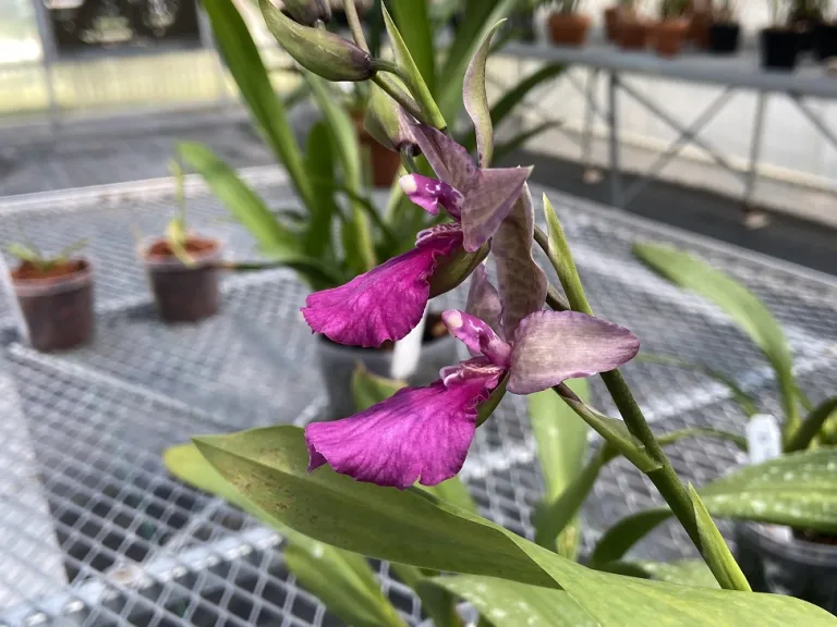 ×Rhynchonia Pacific Paranoia 'Other Side of Cool' flower