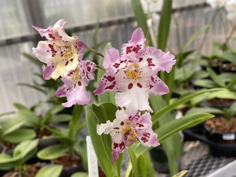 ×Zelenkocidium Calico Gem flowers