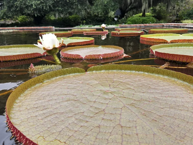 Victoria 'Longwood Hybrid' | Brookgreen