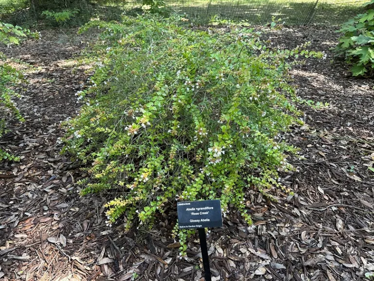 Abelia 'Rose Creek' flowering habit