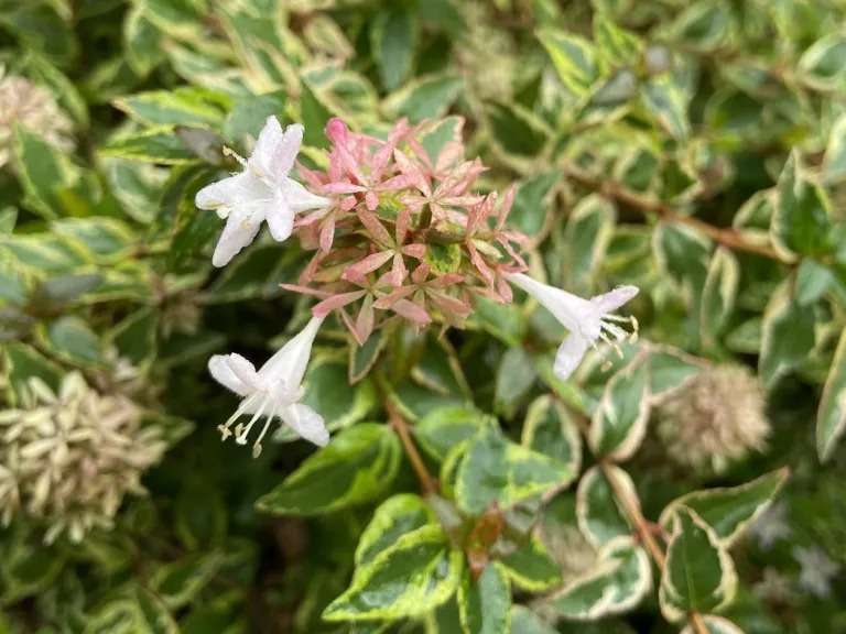Abelia × grandiflora 'Mardi Gras' flowers