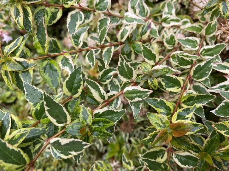 Abelia × grandiflora 'Mardi Gras' foliage
