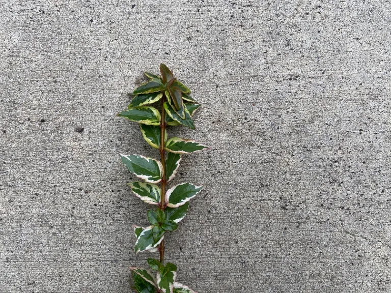 Abelia × grandiflora 'Mardi Gras' stem
