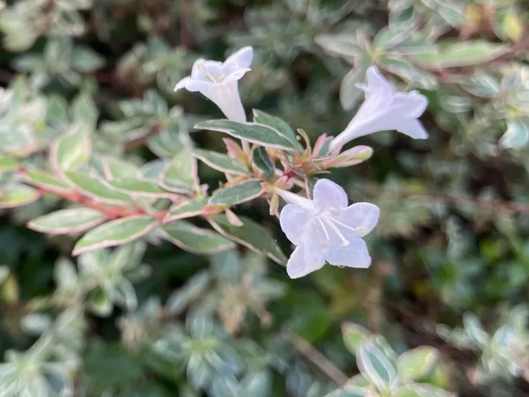 Abelia ×grandiflora 'Radiance' flower