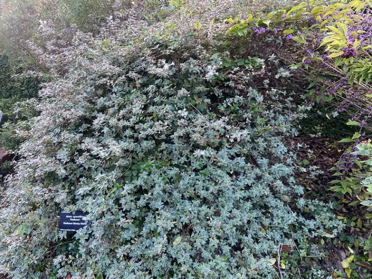 Abelia ×grandiflora 'Radiance' habit