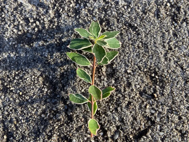 Abelia ×grandiflora 'Radiance' stem