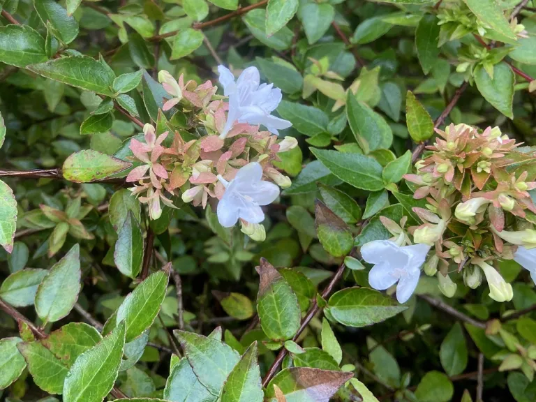 Abelia ×grandiflora 'Sherwoodii' flowers