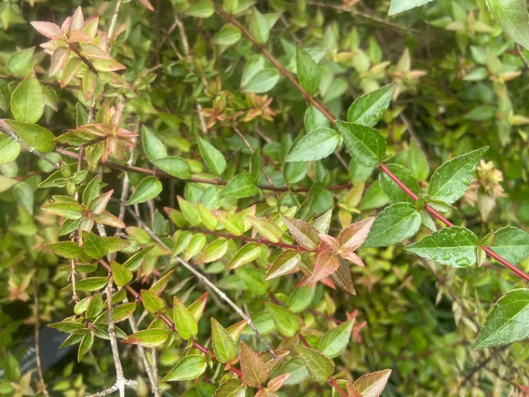 Abelia ×grandiflora 'Sherwoodii' foliage